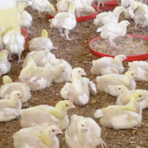 Two Weeks Old Broiler Chicks