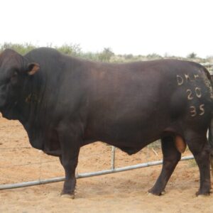 Tuli Cattle