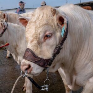Charolais Cattle