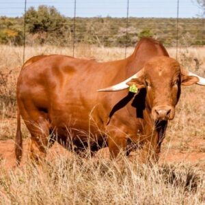 Afrikaner Cattle