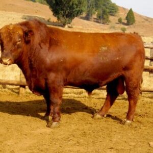 Angus Beef