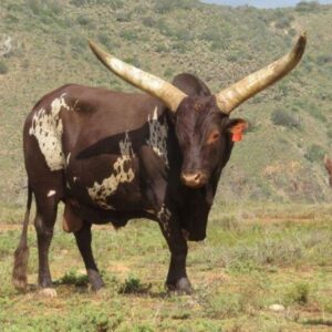 Ankole Cattle