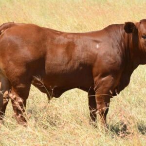 Beefmaster Cattle