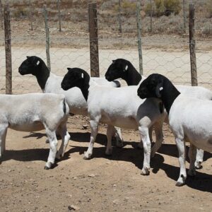 Black Head Dorper Sheep