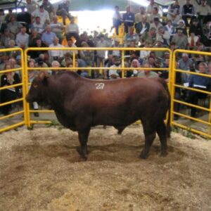 Bonsmara Beef