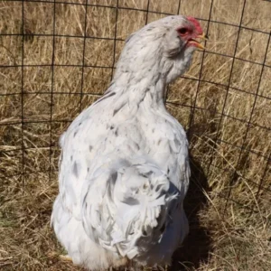 Easter Eggers