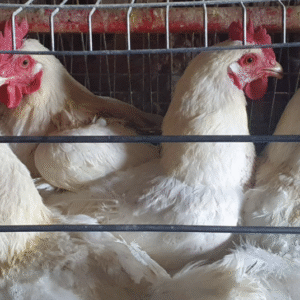 Slaughtered Hardbody Chickens