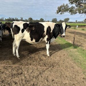 Holstein Cattle