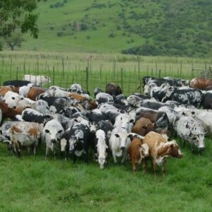 Nguni Cattle