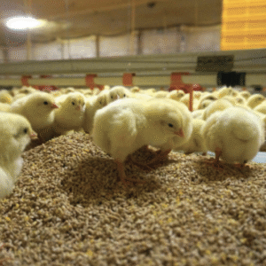 Day Old Broiler Chicks A Grade