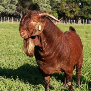 Kalahari Red Goats Ewes