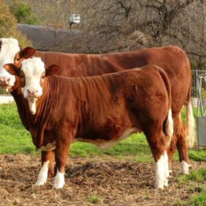 Simmentaler Cattle