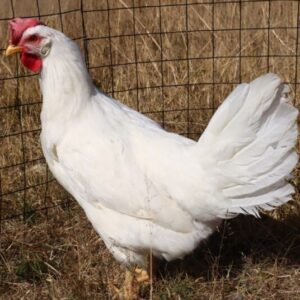 White Leghorns