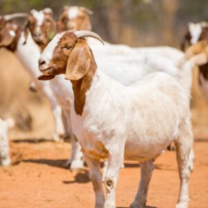 Full Blood Boer Goat