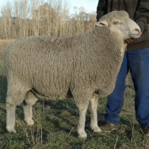 Full Blood Merino Sheep
