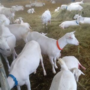 Full Blood Saanen Milk Goats