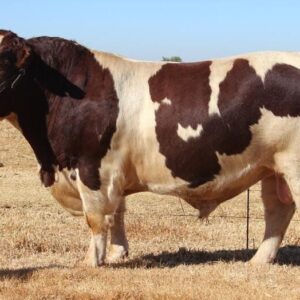 Shorthorn Cattle