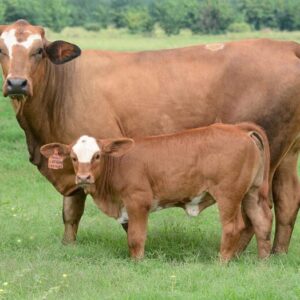 Simbra Cattle