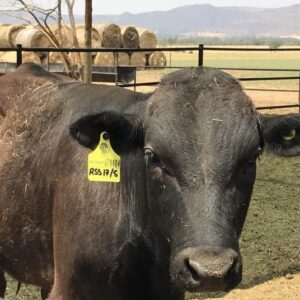 Wagyu Beef